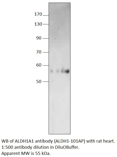 Anti-ALDH1A1 Antibody