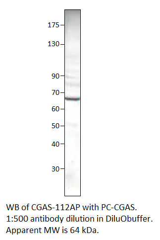 Anti-C6orf150 Antibody