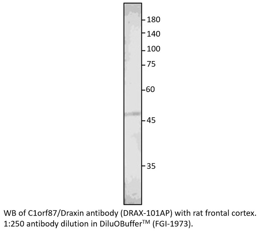 Anti-C1orf187 Antibody