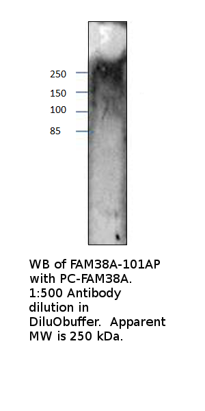 Anti-FAM38A Antibody