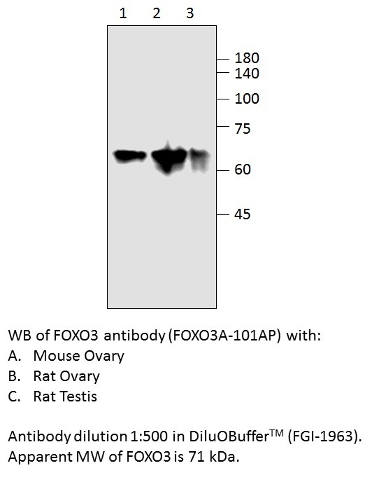 Anti-FOXO3A Antibody