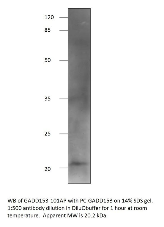 Anti-DDIT3 Antibody