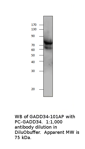 Anti-GADD34 Antibody