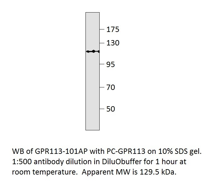 Anti-GPR113 Antibody