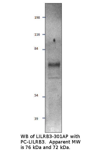 Anti-LILRB3 Antibody