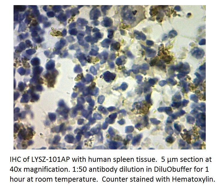 Anti-Lysozyme Antibody