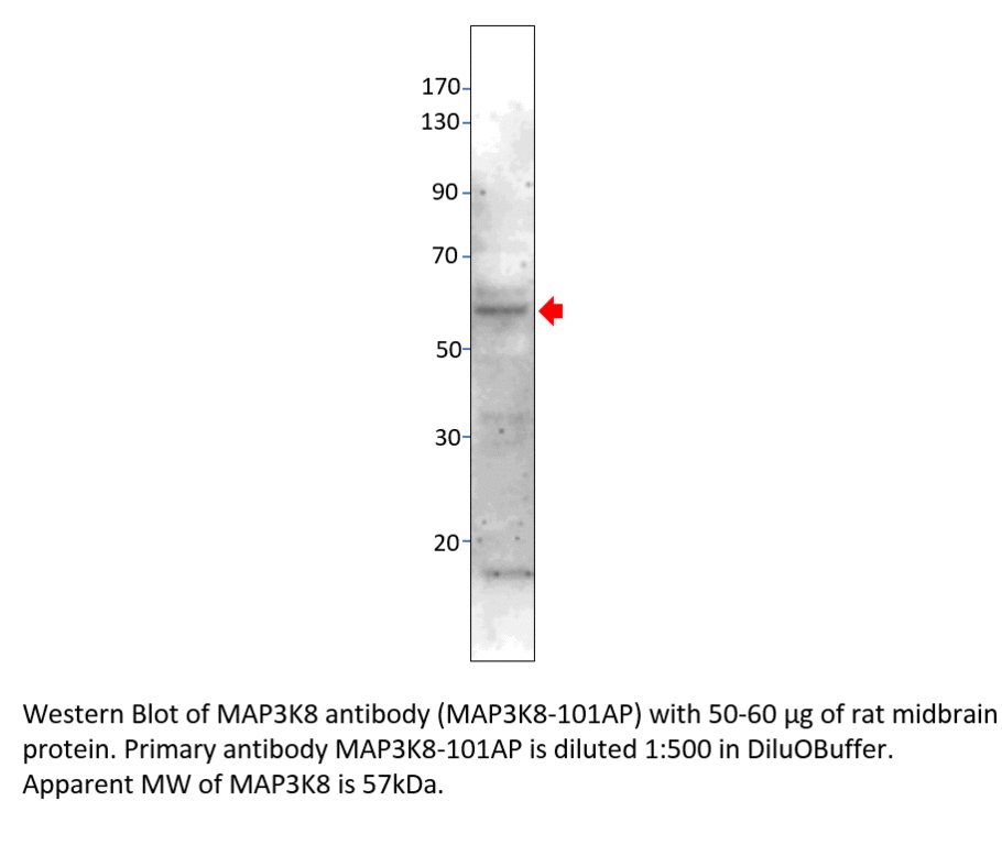 Anti-MAP3K8 Antibody