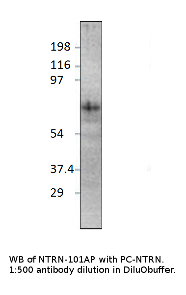 Anti-Netrin 1 Antibody