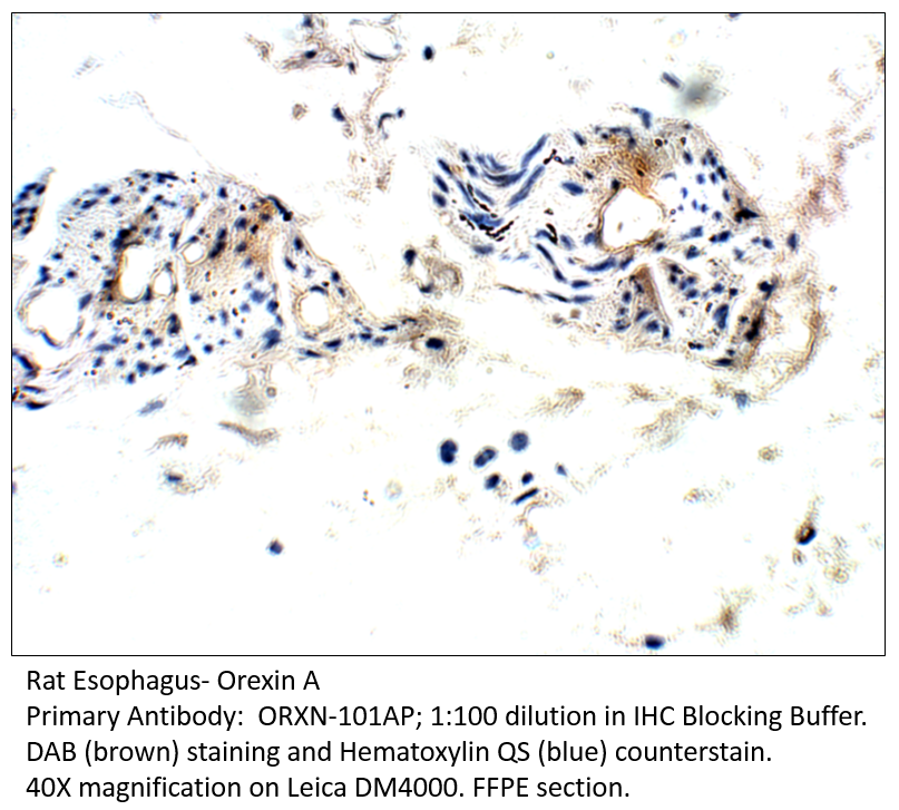 Anti-Orexin A Antibody