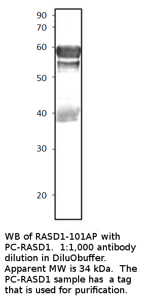 Anti-Dexras1 Antibody