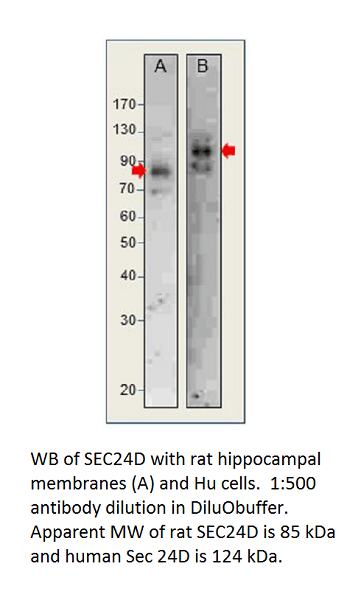 Anti-SEC24D Antibody