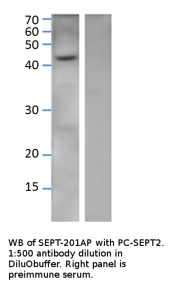 Anti-Septin 2 Antibody