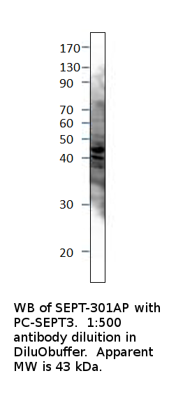 Anti-Septin 3 Antibody