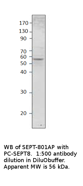 Anti-Septin 8 Antibody