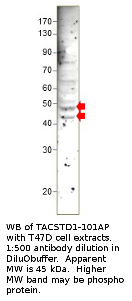 Anti-EpCAM Antibody