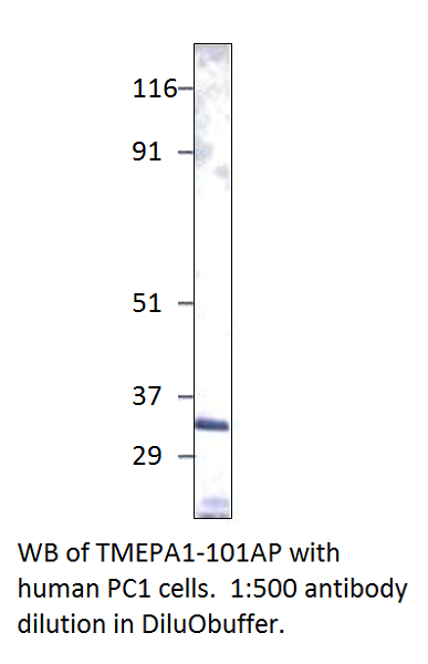 Anti-TMEPAI Antibody