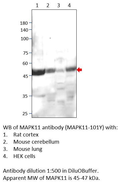 Anti-MAPK11 Antibody