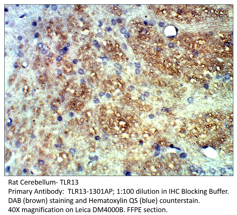 Anti-TLR13 Antibody