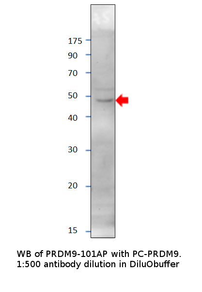 Anti-PRDM9 Antibody