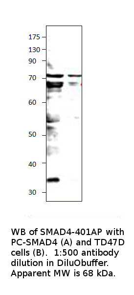 Anti-Smad4 Antibody