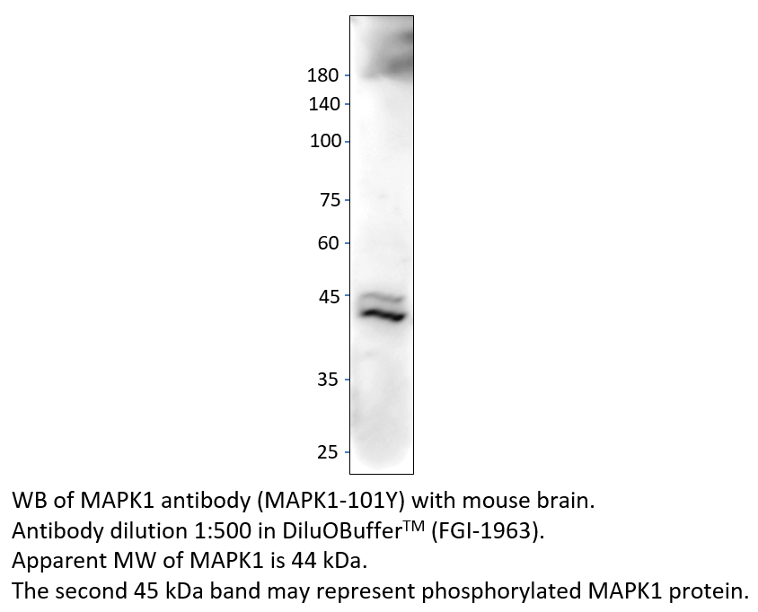 Anti-MAPK1 Antibody