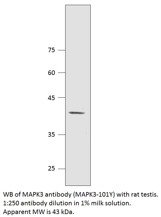 Anti-MAPK3 Antibody