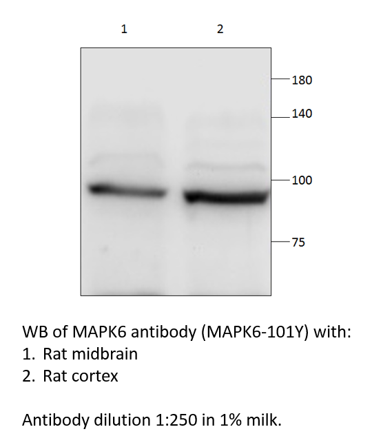 Anti-MAPK6 Antibody