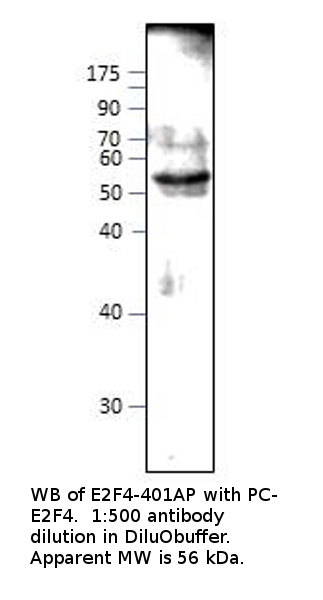 Anti-E2F4 Antibody