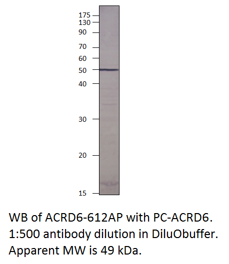 Atypical Chemokine Receptor D6 Positive Control