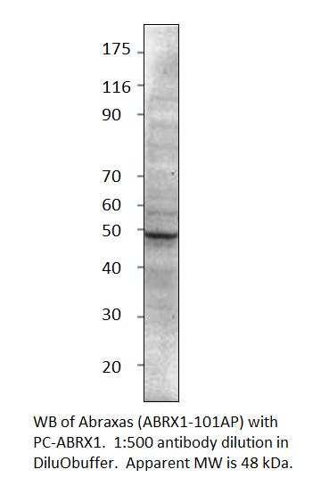 CCDC98 Positive Control