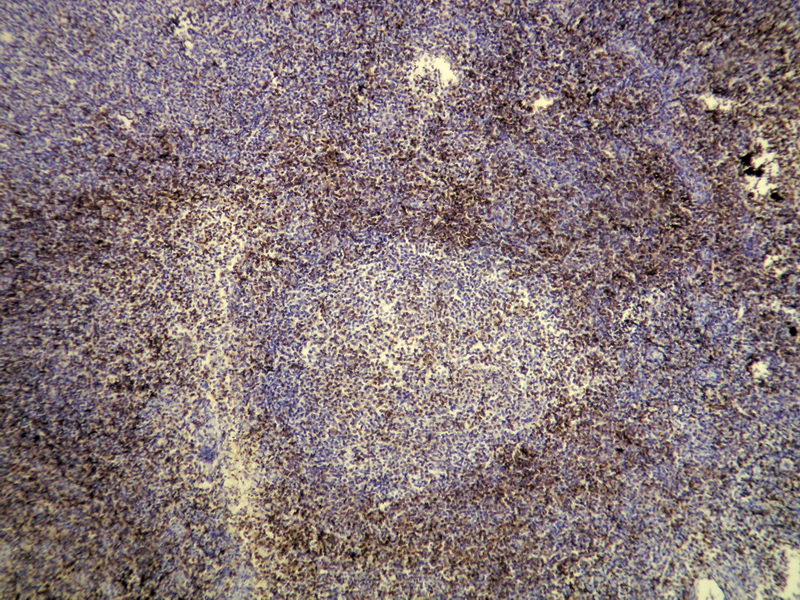 Anti-CD3 Antibody [N26-R] - Identical to Novus (NBP1-79054)