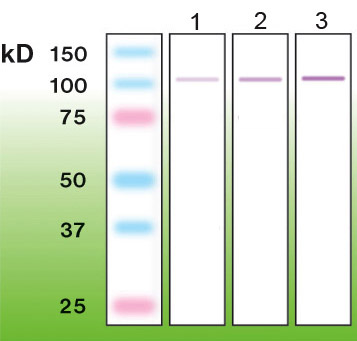 Anti-PKC alpha Antibody [G13-R]