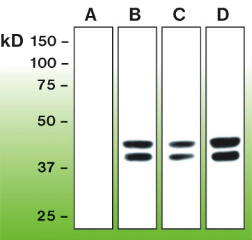 Anti-Erk1 (phospho T202 + Y204) + Erk2 (phospho T185 + Y187) Antibody [G15-B] - Identical to Abcam (ab136926)