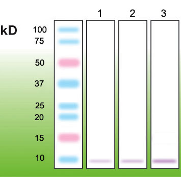 Anti-Metallothionein Antibody [N11-G] - Identical to Novus (NBP1-79083)