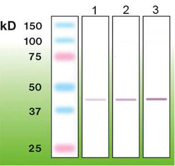 Anti-CD56 Antibody [A24-I] - Identical to Abcam (ab179872)