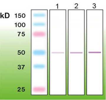 Anti-CD8 Antibody [S23-D]