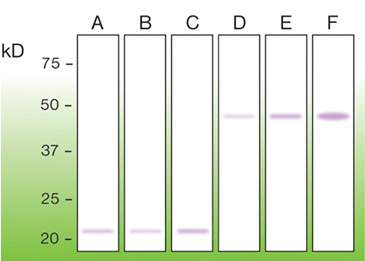 Anti-BAX Antibody [G26-R]