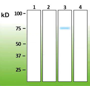 Anti-p38 gamma Antibody [R13-L]