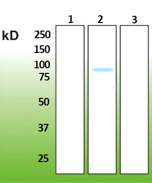 Anti-AKT2 Antibody [D16-H]