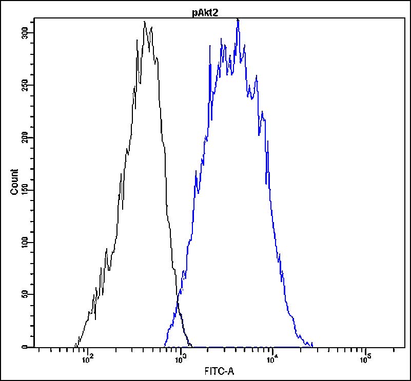 Anti-Akt2 (phospho Ser478) Antibody [S7-R]