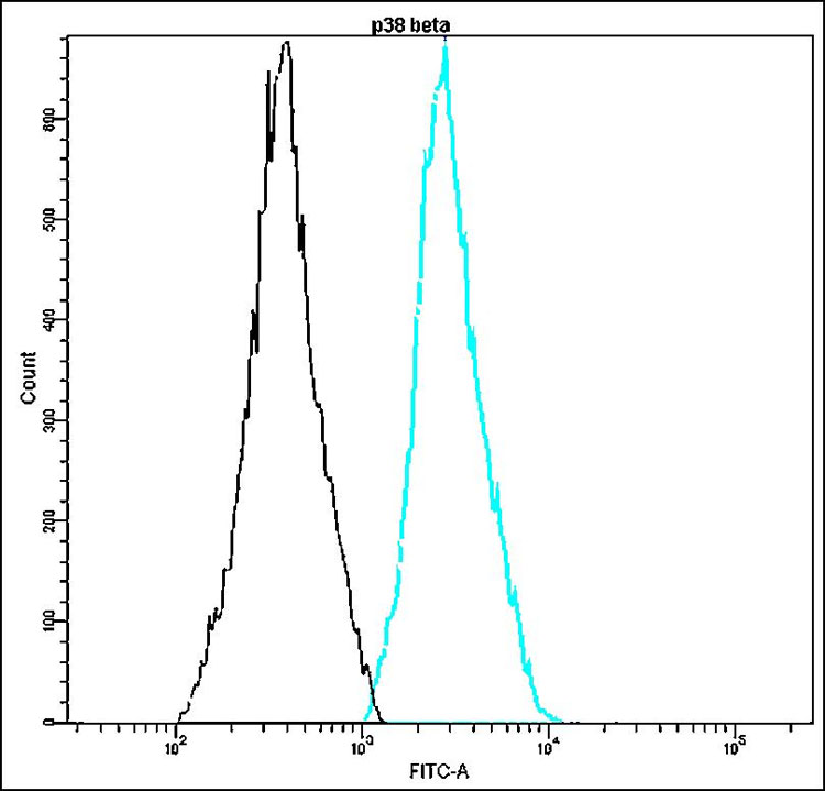 Anti-p38 beta Antibody [P12-E]