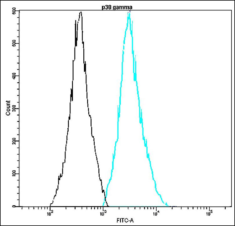 Anti-p38 gamma Antibody [Q11-T]