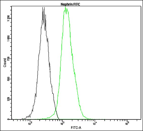 Anti-Nephrin Antibody [D13-E]