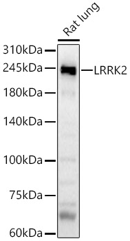 Anti-LRRK2 Antibody