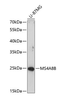 Anti-MS4A8 Antibody