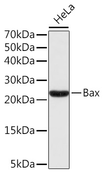 Anti-Bax Antibody