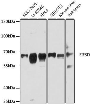 Anti-EIF3D Antibody
