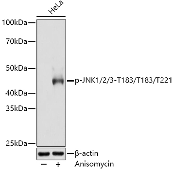 Anti-JNK1 + JNK2 + JNK3 (phospho Thr183 + Thr183 + Thr221) Antibody [ARC0193]