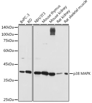 Anti-p38 alpha / MAPK14 Antibody