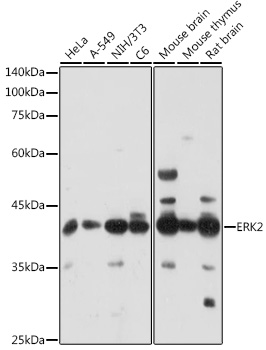 Anti-ERK2 Antibody